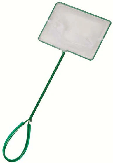 FLAMINGO Minciog verde